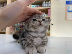 -芭比堂动物医院·犬猫全科·异宠专科(雁塔分院)