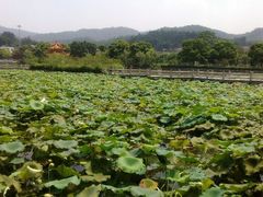 android_upload_pic-红山村