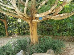 -中国科学院西双版纳热带植物园