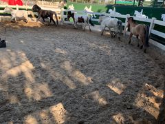 -昆城国际马术中心