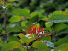 -小洲村