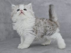 -小猫来了·猫舍(红山六九七九店)