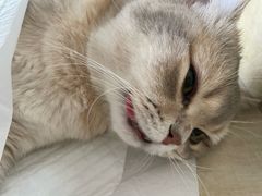 -北京观赏动物医院·24小时大型综合·猫专科·异宠专科