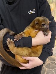 -Zoolung Zoolung动物主题公园(海信广场店)