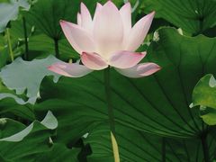 -荔湾湖公园