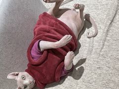 -藏猫猫咖啡主题馆(中央大道店)