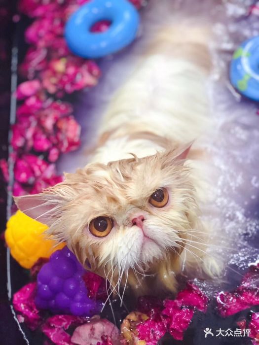 pony pet shop 小马儿宠物猫咪玫瑰碳酸浴spa 图片 - 第463张
