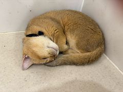 -共舞时光猫咖·狗咖(新街口店)