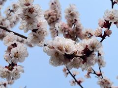 -桃花堤公园
