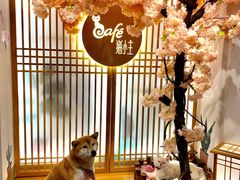 -猫小主咖啡·猫咖cat cafe(福田店)