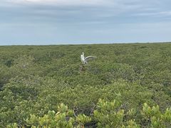 -北海金海湾红树林生态旅游区