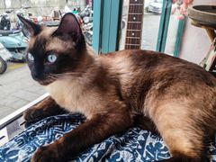 -喵屿·大理花园猫咖