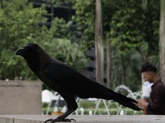 -吉隆坡国油双峰塔
