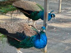 -福建鲤鱼洲酒店