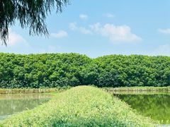 -广富林郊野公园