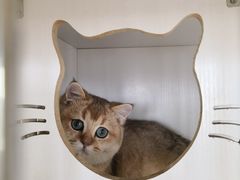 -东方名猫馆·英短金渐层布偶猫舍(环线广场1号楼店)