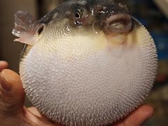 -天正河鲀·河豚亭(大连店)