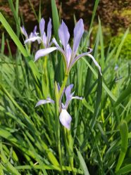 -Cindy Jewelry·钻戒·彩色宝石