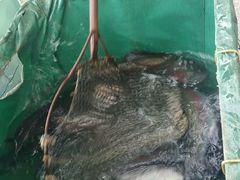 -东江湖游水三文鱼美食城