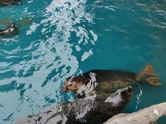 -华夏文旅海洋公园