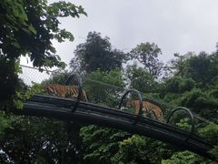 -深圳野生动物园