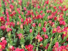 -上海鲜花港