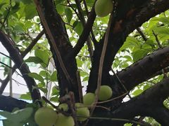 -苏宁易购(上海沪太路二店)