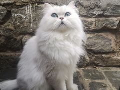 -喵屿·大理花园猫咖