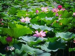 -丁香湖公园