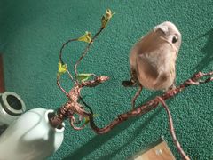 -佬麻雀·剁椒鱼头(京基KK One店)