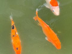 -三亚海棠湾万丽度假酒店