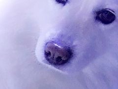-宠福鑫康馨动物医院·骨科·眼科