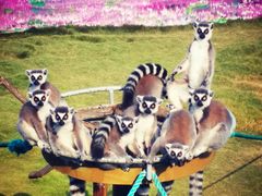 -西霞口神雕山野生动物世界