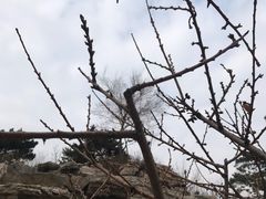 -北京西山国家森林公园