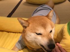 -逗柴咖啡屋·狗咖猫咖宠物桌游