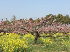 -南汇桃花村