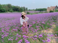 -大塘金香草谷