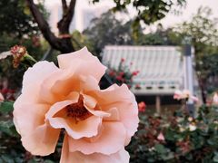 -香蜜公园