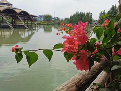-乌村