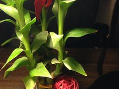 iphone_upload_pic-青咖啡(三坊七巷店)