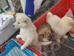 -桂林市花鸟市场