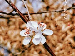 -桃花堤公园