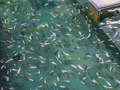 -剑河仰阿莎温泉小镇