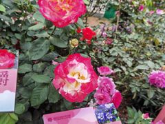 -人民公园(罗湖区)