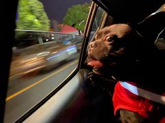 -芭比堂爱心动物医院(柯桥康爱分院)