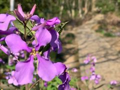 -上海佘山国家森林公园天马山园