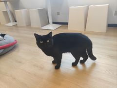-有喵·猫咖·狗咖·30几只猫10只小狗(岗厦店)