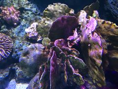 -暹罗海洋世界