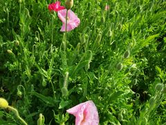 -前小桔亲子创意农场·草莓采摘·露营烧烤