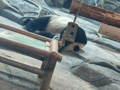 -武汉动物园